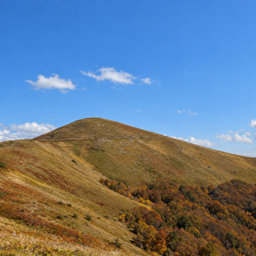 Варденик
